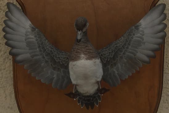 灰色 - 正面（雌）