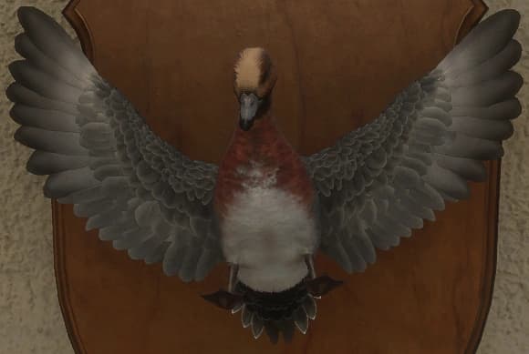 灰色 - 正面（雄）