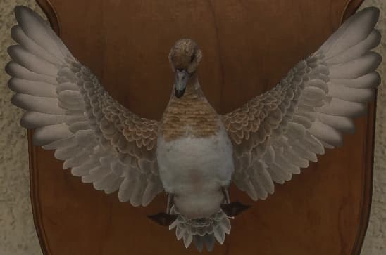 白变变异 1 - 正面（雌）