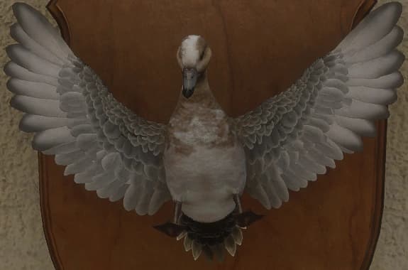 白变变异 1 - 正面（雄）