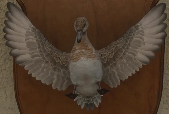 白变变异 2 - 正面（雌）