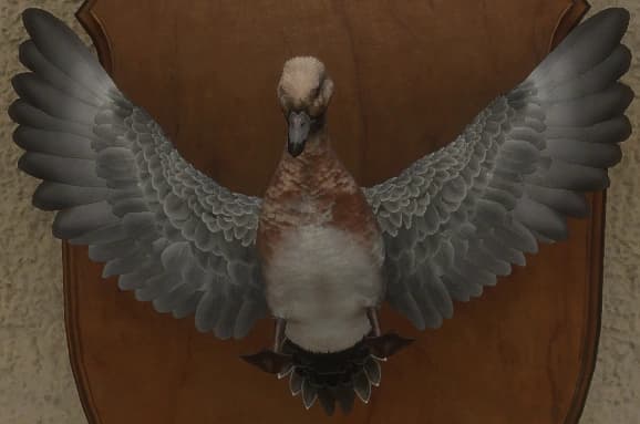 白变变异 2 - 正面（雄）