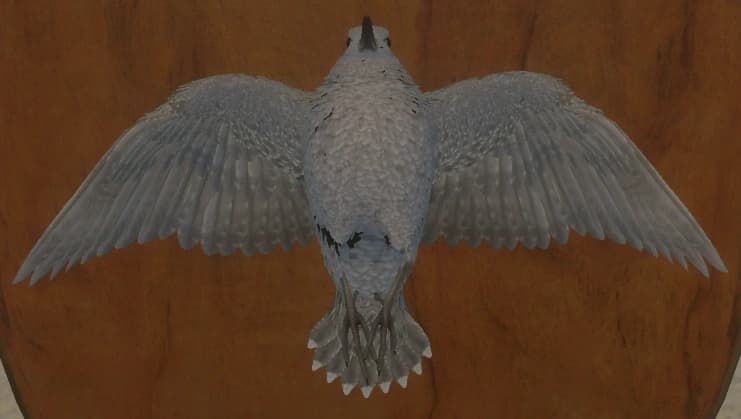 白色亚种 - 正面