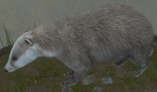 白色亚种 - 左侧