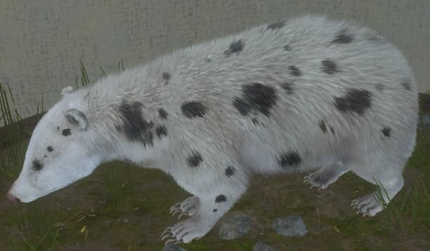 带花斑 - 左侧（雌）