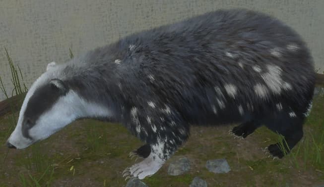 带花斑 - 左侧（雄）