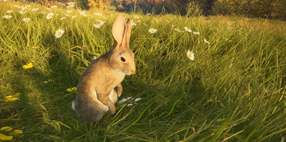 欧洲野兔