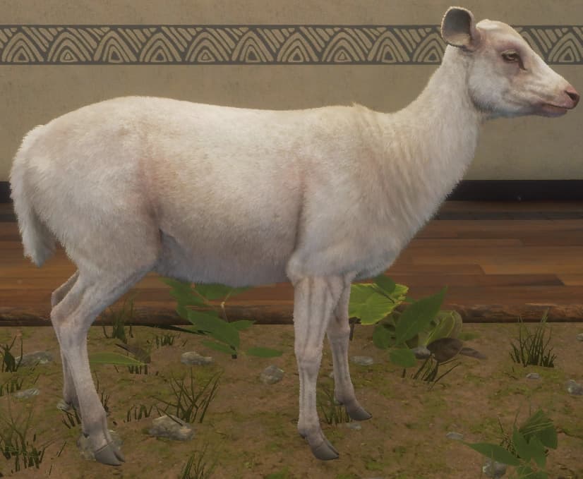 白化 - 右侧（雌）