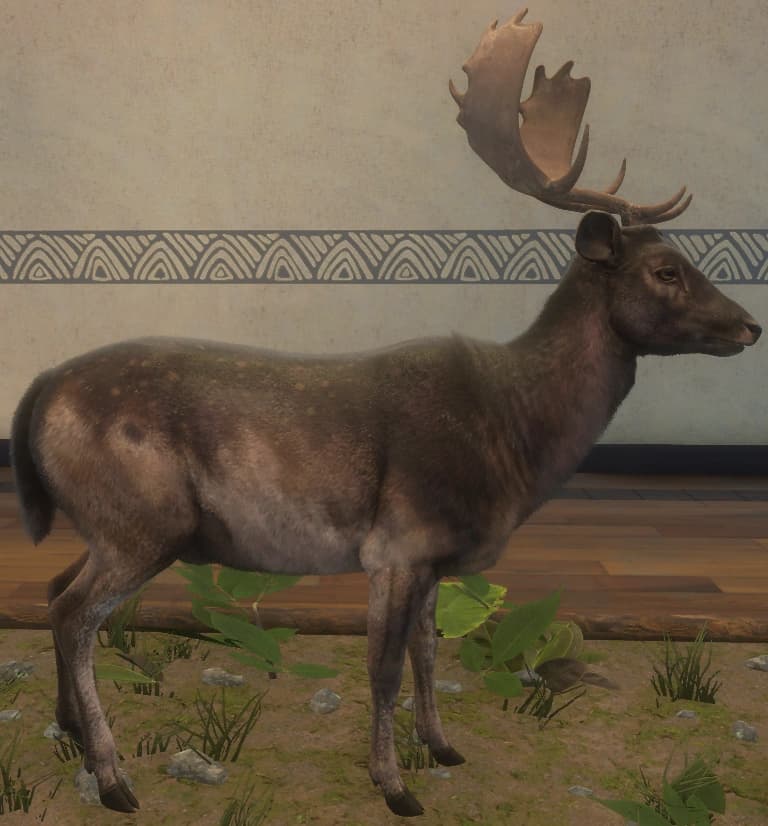 巧克力色 - 右侧（雄）