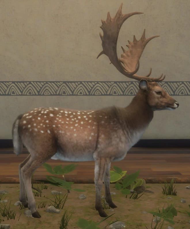 深色斑点 - 右侧（雄）