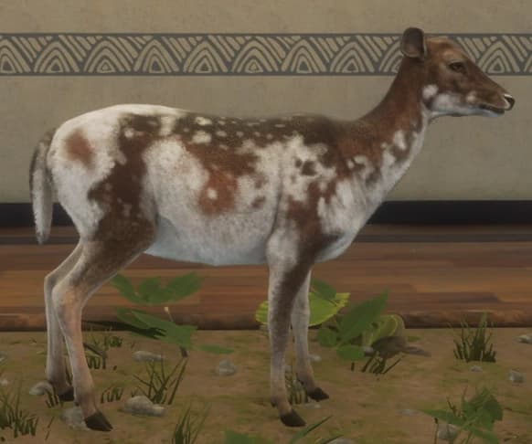 带花斑 - 右侧（雌）