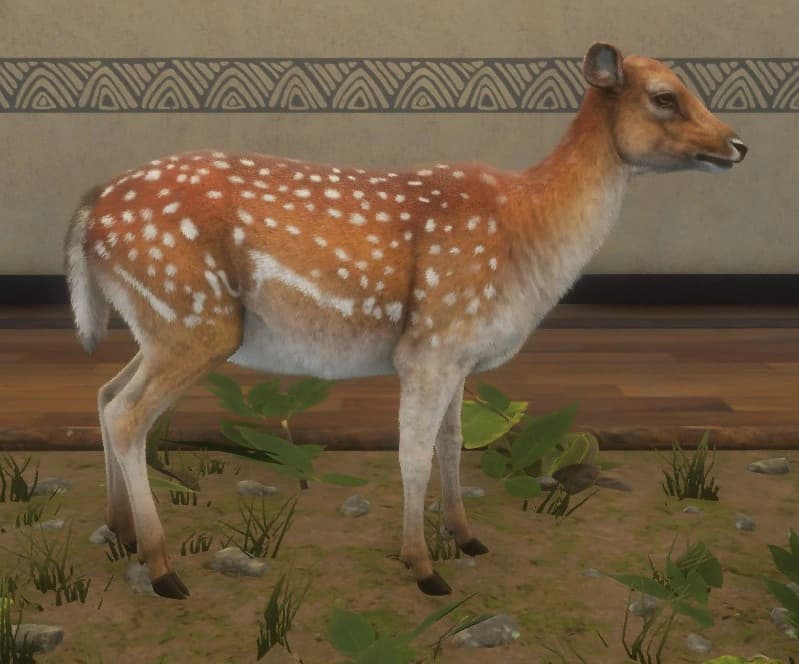 斑点 - 右侧（雌）