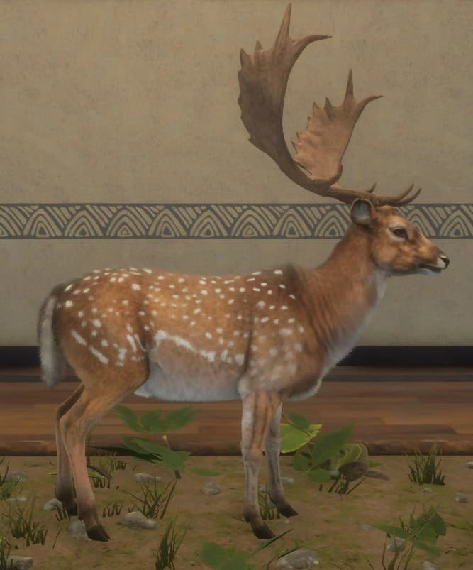 斑点 - 右侧（雄）