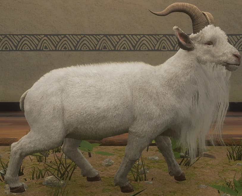 白化 - 右侧（雄）