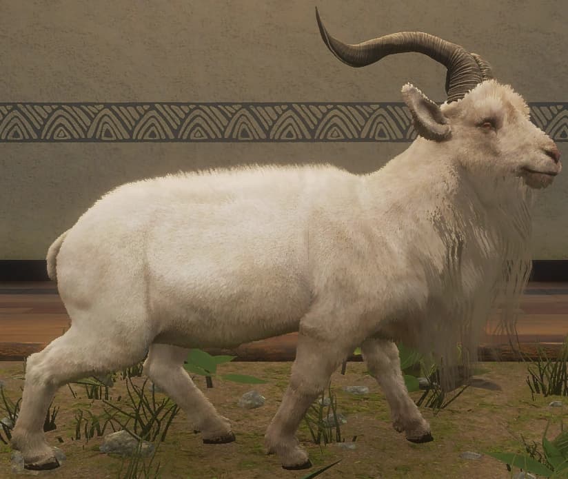 亚麻色 - 右侧（雄）