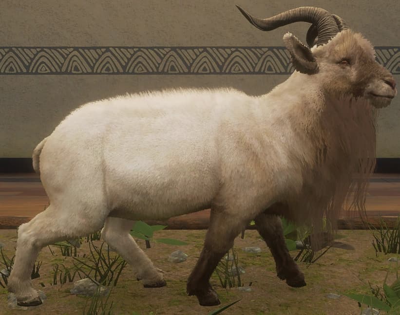 白棕色 - 右侧（雄）