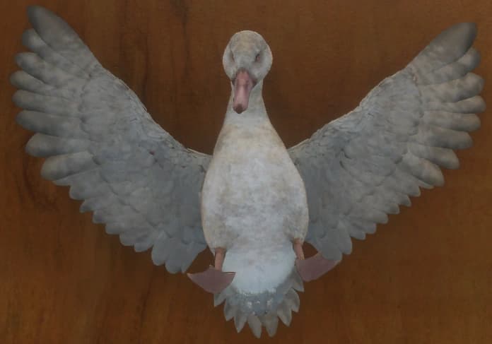 白化 - 正面（雌）