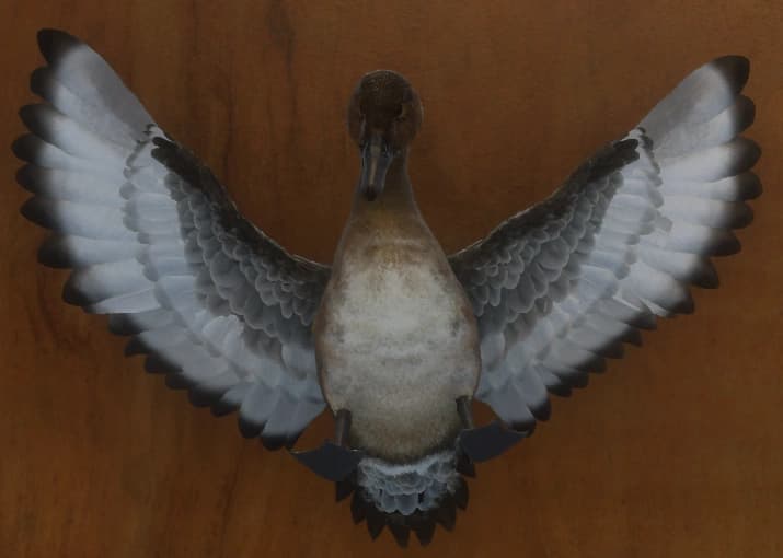 深褐色 - 正面（雌）