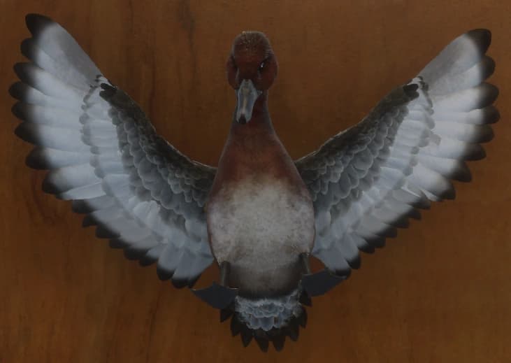 深褐色 - 正面（雄）