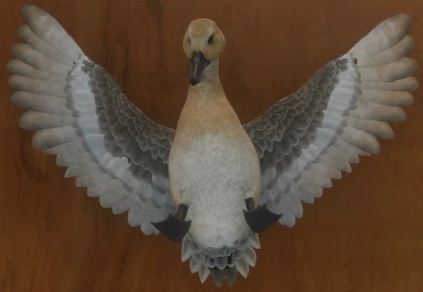 白色亚种 - 正面（雌）