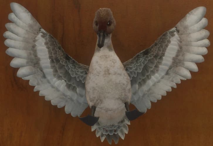 白色亚种 - 正面（雄）