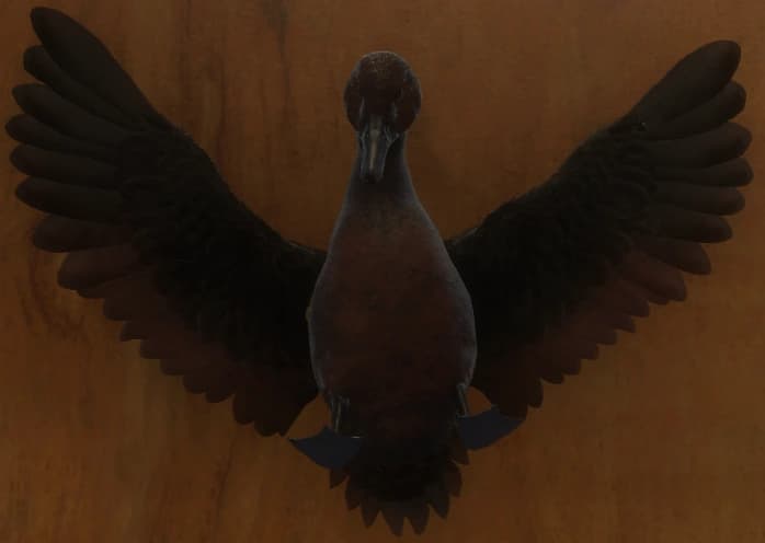 黑化 - 正面（雌）