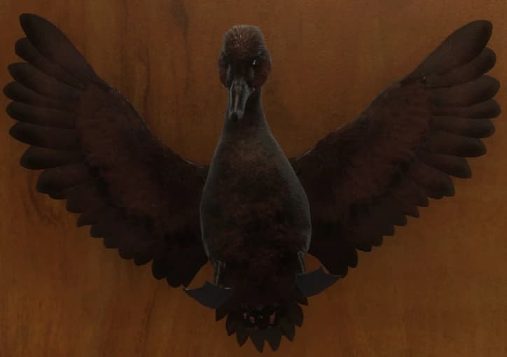 黑化 - 正面（雄）