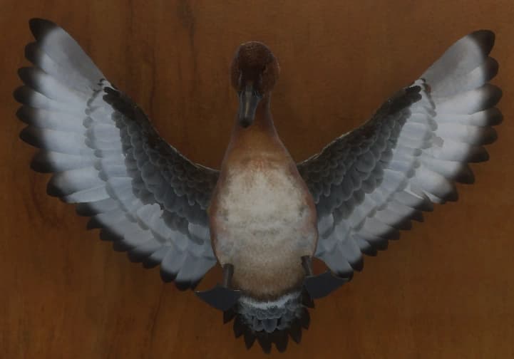 红棕色 - 正面（雌）