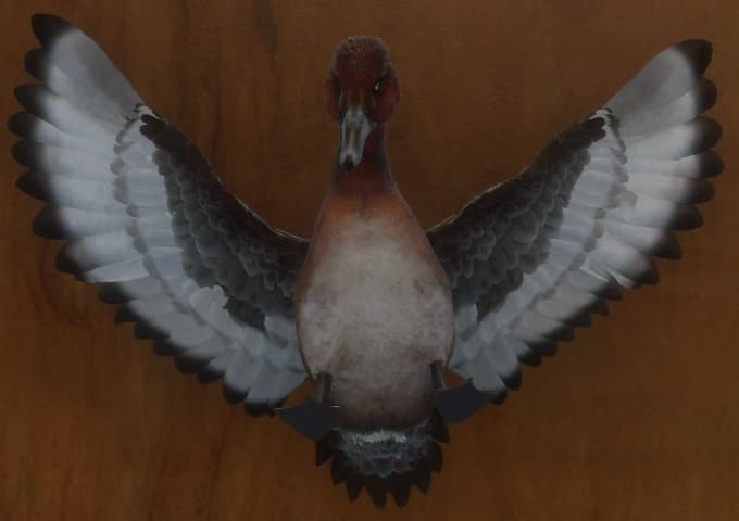 红棕色 - 正面（雄）