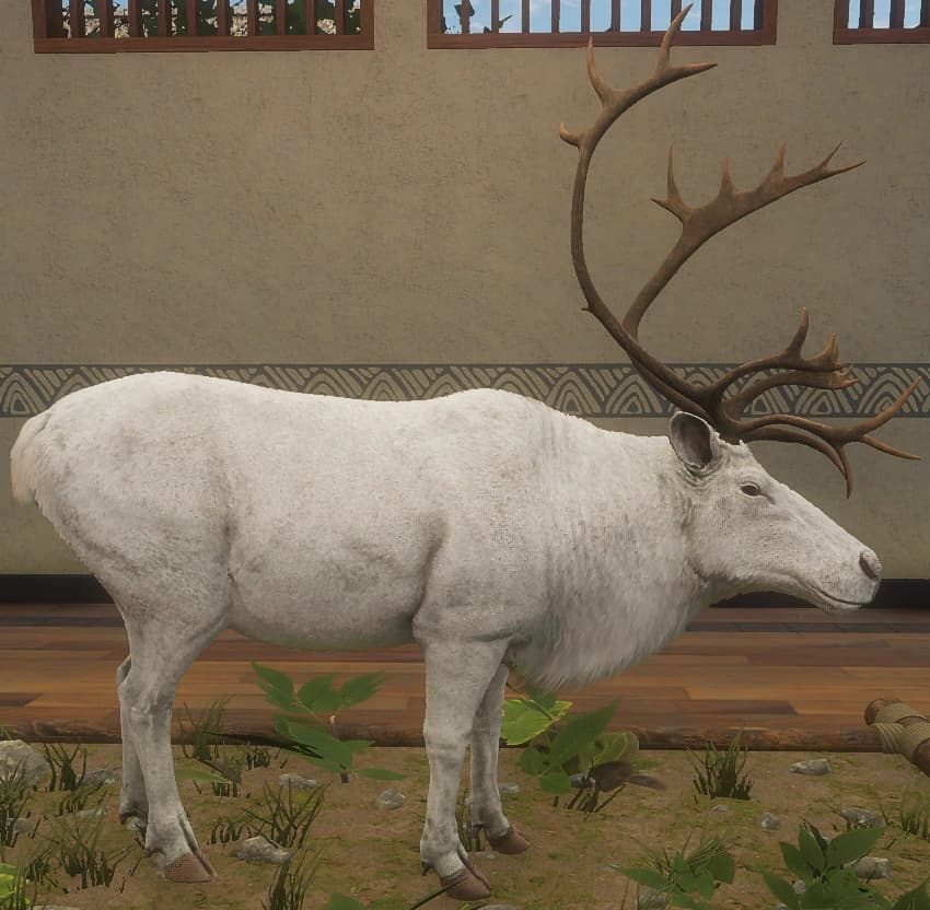 白化 - 右侧（雄）