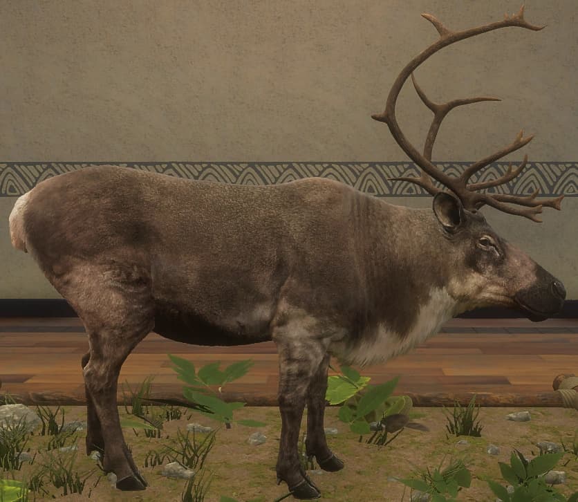 深褐色 - 右侧（雄）