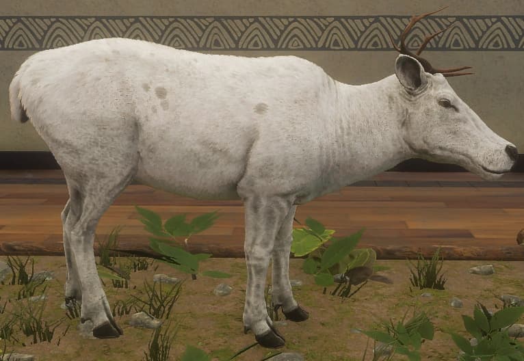 白色亚种 - 雌性