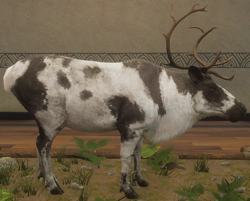 带花斑 - 右侧（雄）