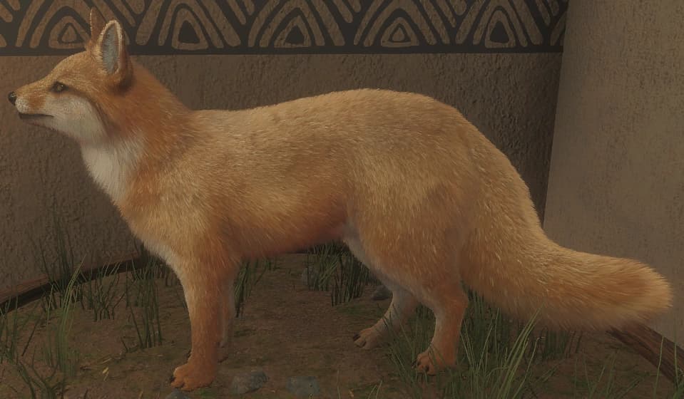 白色亚种 - 左侧