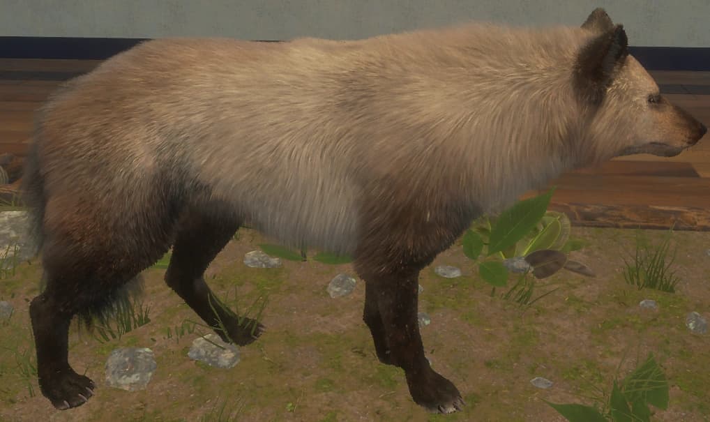 黑足狼 - 黑足狼