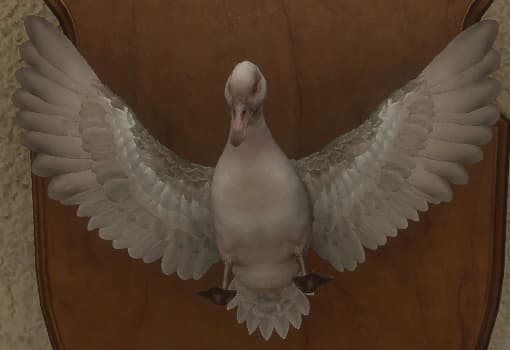 白化 - 正面（雄）