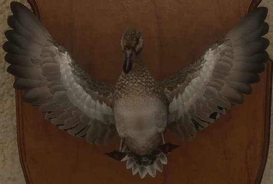 浅绿色 - 正面（雌）