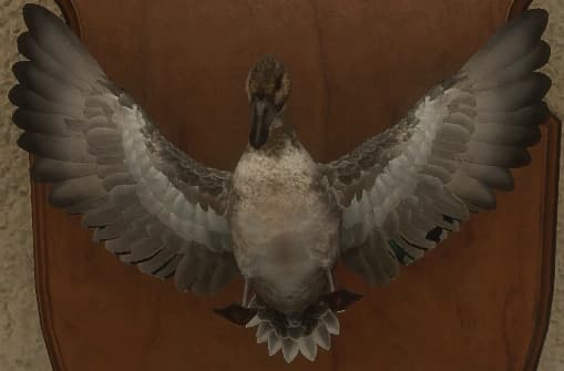 花斑变体 1 - 正面（雌）