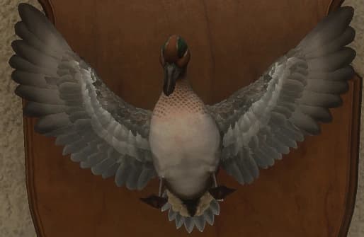 花斑变体 1 - 正面（雄）