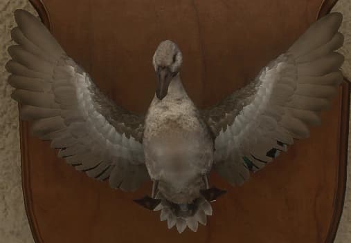 花斑变奏 2 - 正面（雌）