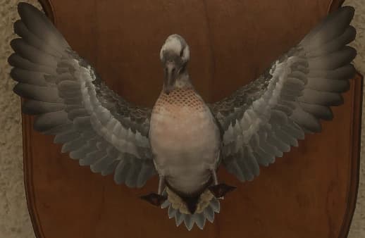 花斑变例 3 - 正面（雄）