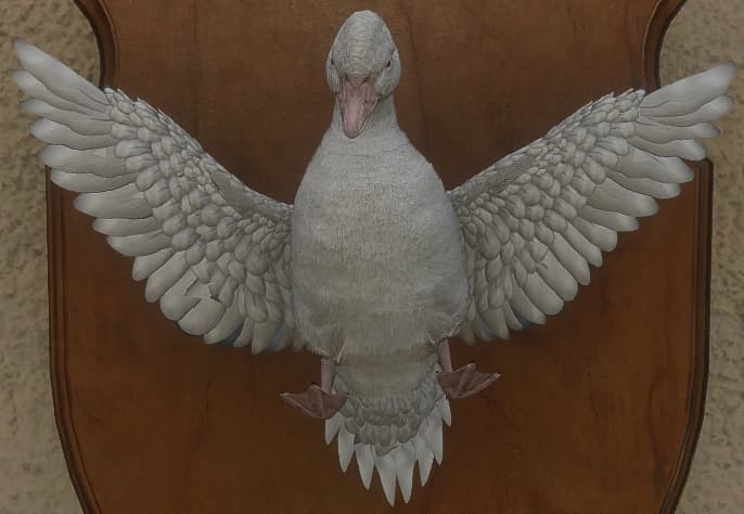 白化 - 正面（雌）