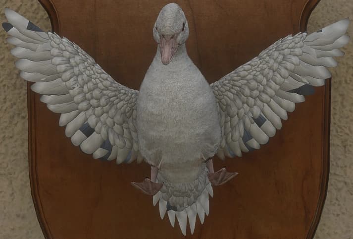 白化 - 正面（雄）