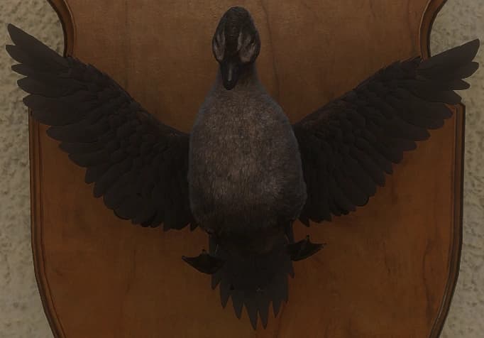 深褐色 - 正面（雌）