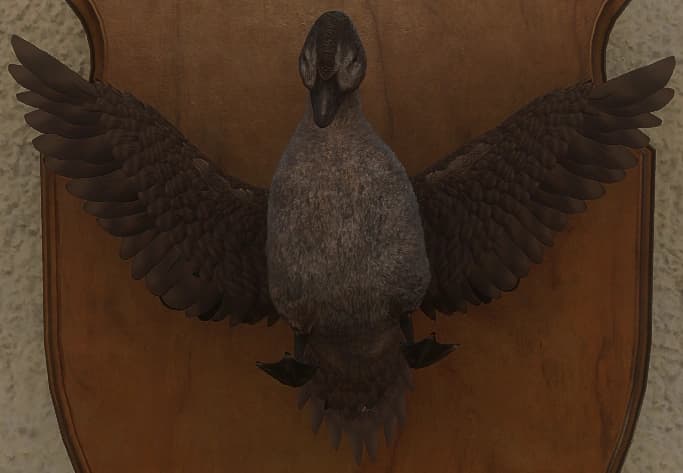 深灰 - 正面（雌）