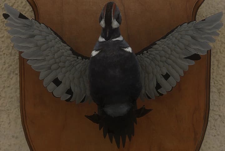 深灰 - 正面（雄）