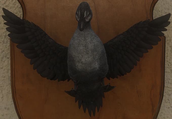 灰色 - 正面（雌）