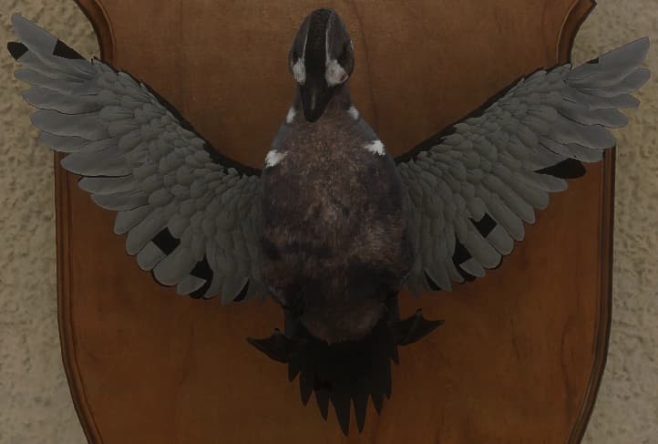 带花斑 - 正面（雄）