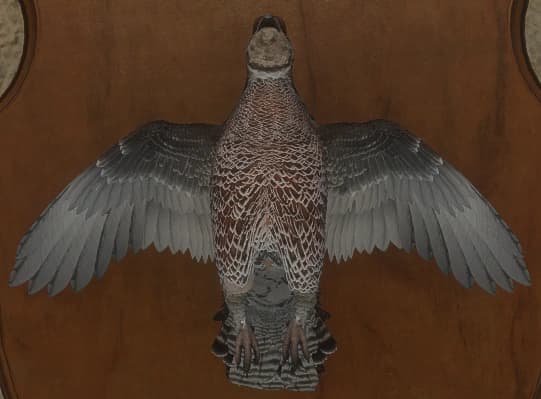 褐色 - 正面（雌）