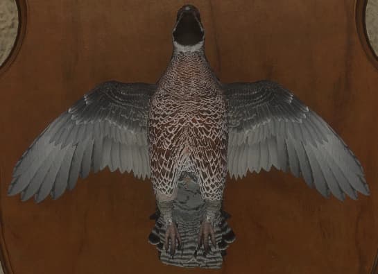 褐色 - 正面（雄）